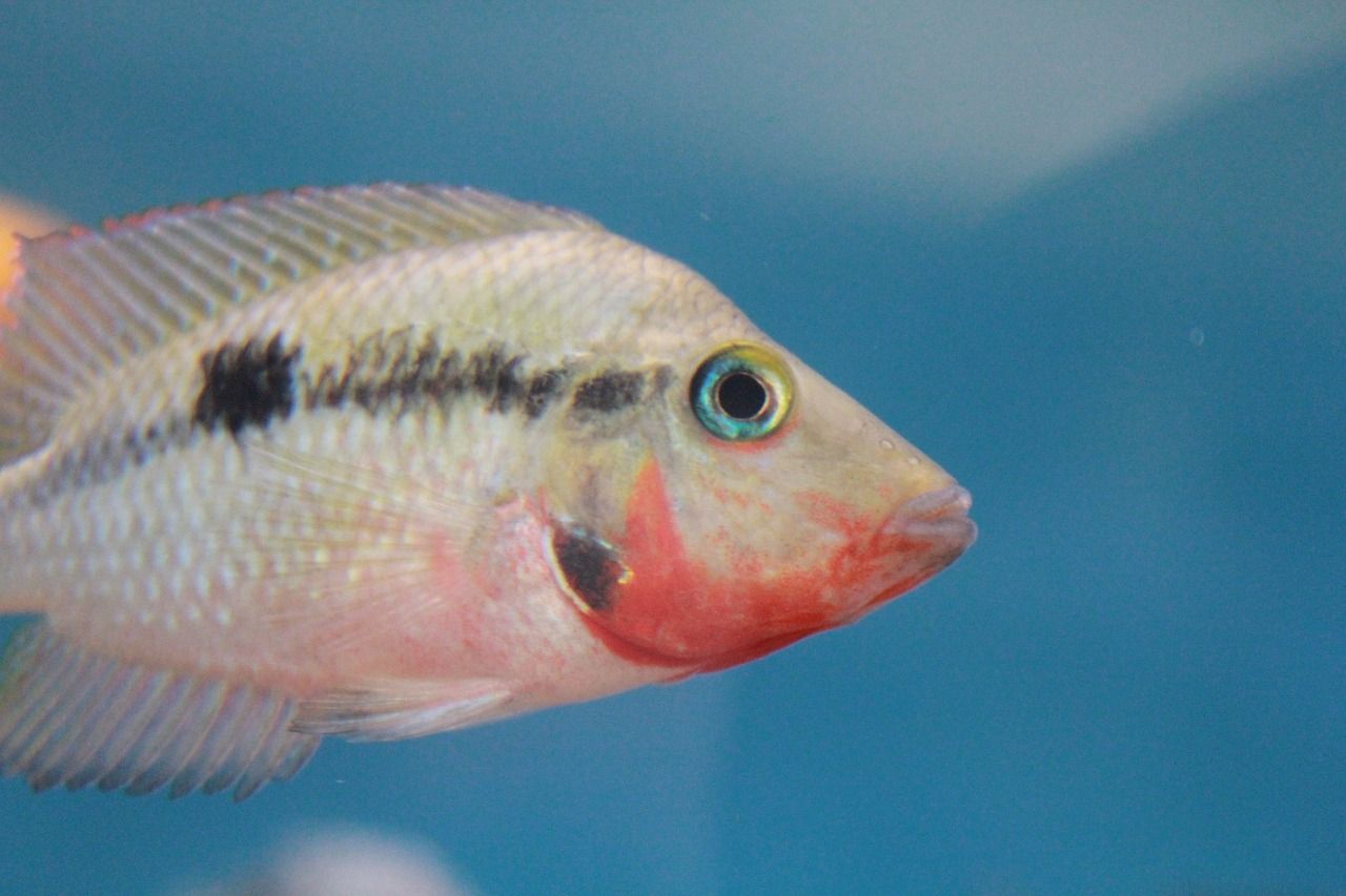 花都水族批发市场营业时间：花都水族批发市场营业时间表 白子银龙鱼苗