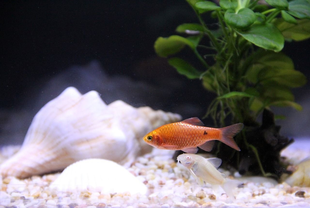 水族箱鱼缸造景（ 水族箱鱼缸造景视频） 垂钓乐园