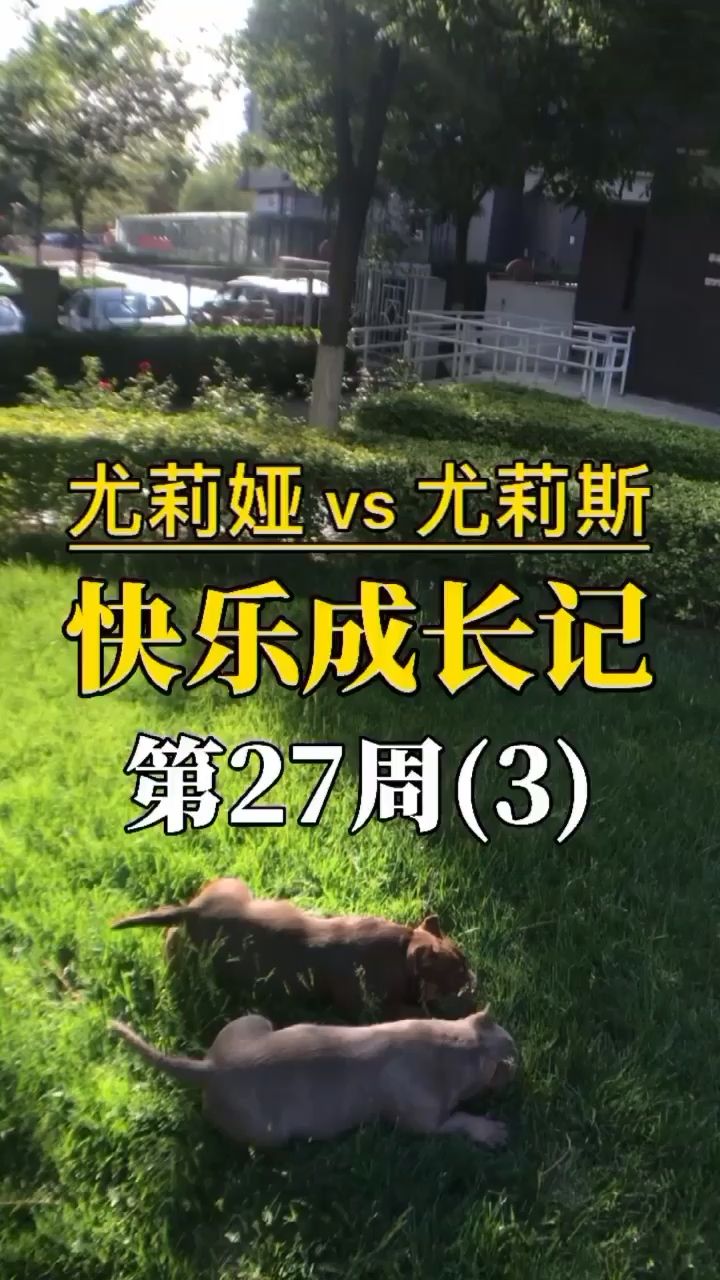 恶霸犬快乐成长记 观赏鱼论坛