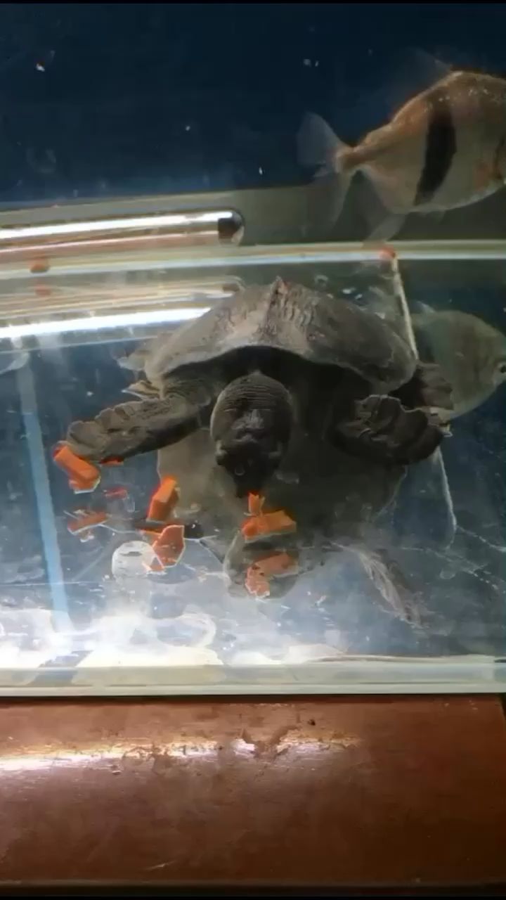 求购背甲10公分的猪鼻龟卖 观赏鱼论坛