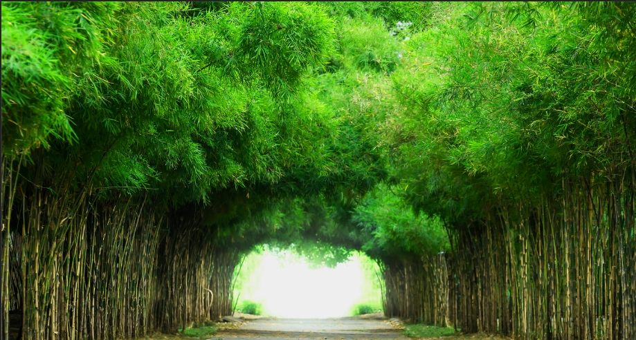 延伸感超强的一款竹林鱼缸背景 观赏鱼论坛