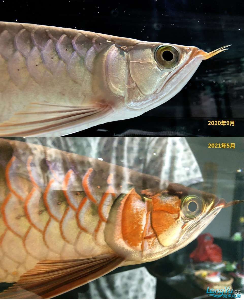 鱼缸定做协议书怎么写 水族问答 第2张