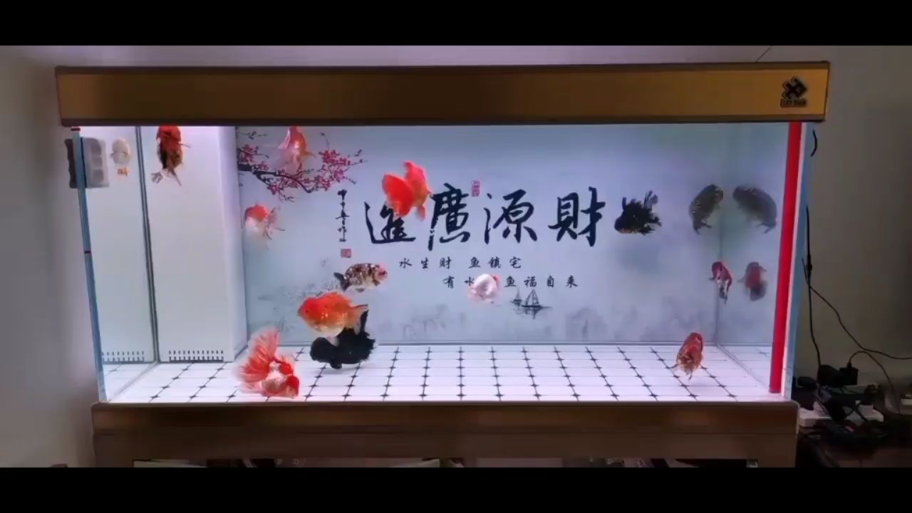 鱼缸背景展示图 观赏鱼论坛