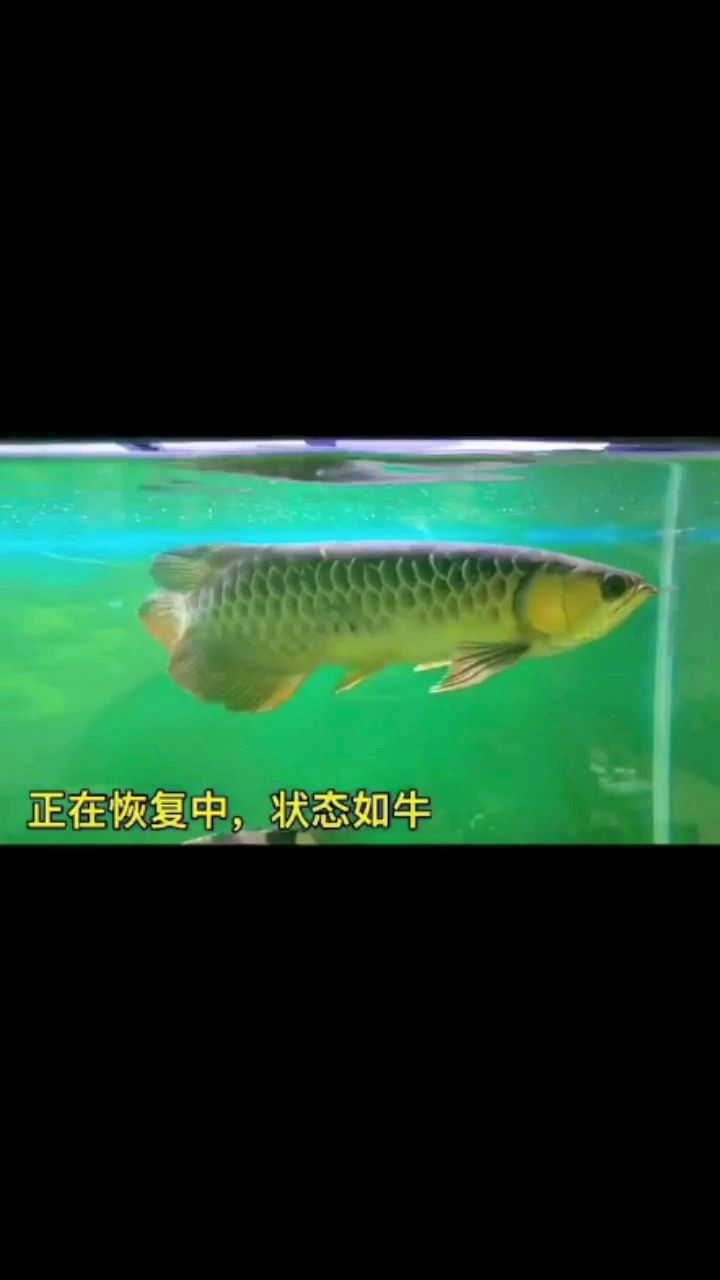 客厅鱼缸制作视频 水族问答 第1张