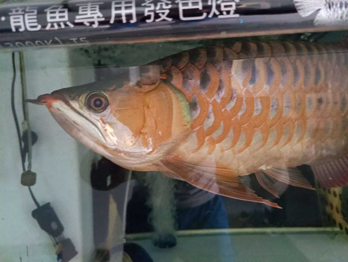 贵阳哪里有做鱼缸的厂招工啊最近 水族问答 第5张