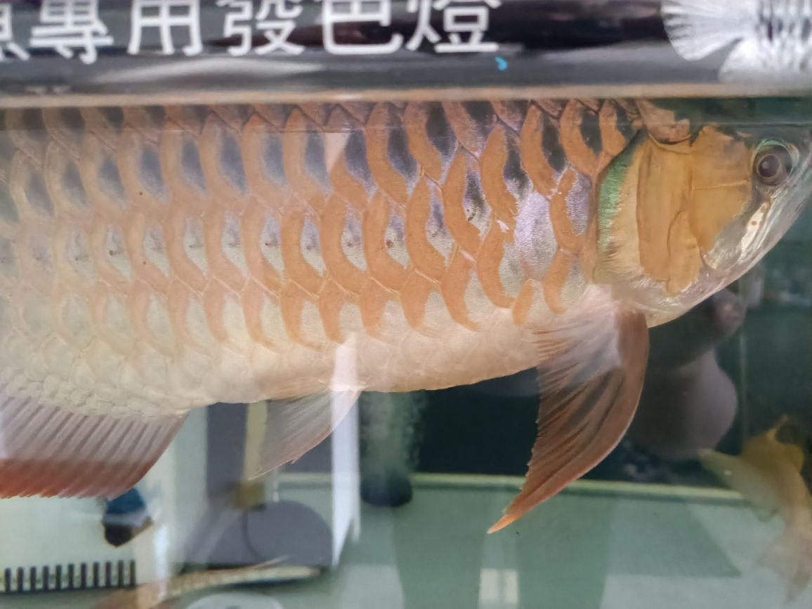 贵阳哪里有做鱼缸的厂招工啊最近 水族问答 第8张