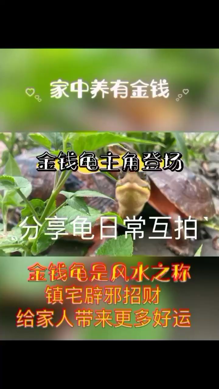 金钱龟分享日常 观赏鱼论坛