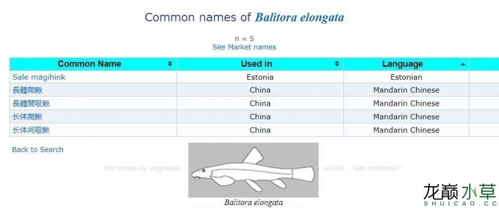 云南特产“长体爬鳅” 观赏鱼论坛