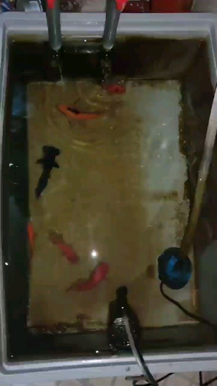 更新🐟🐟🐟🐟 观赏鱼论坛