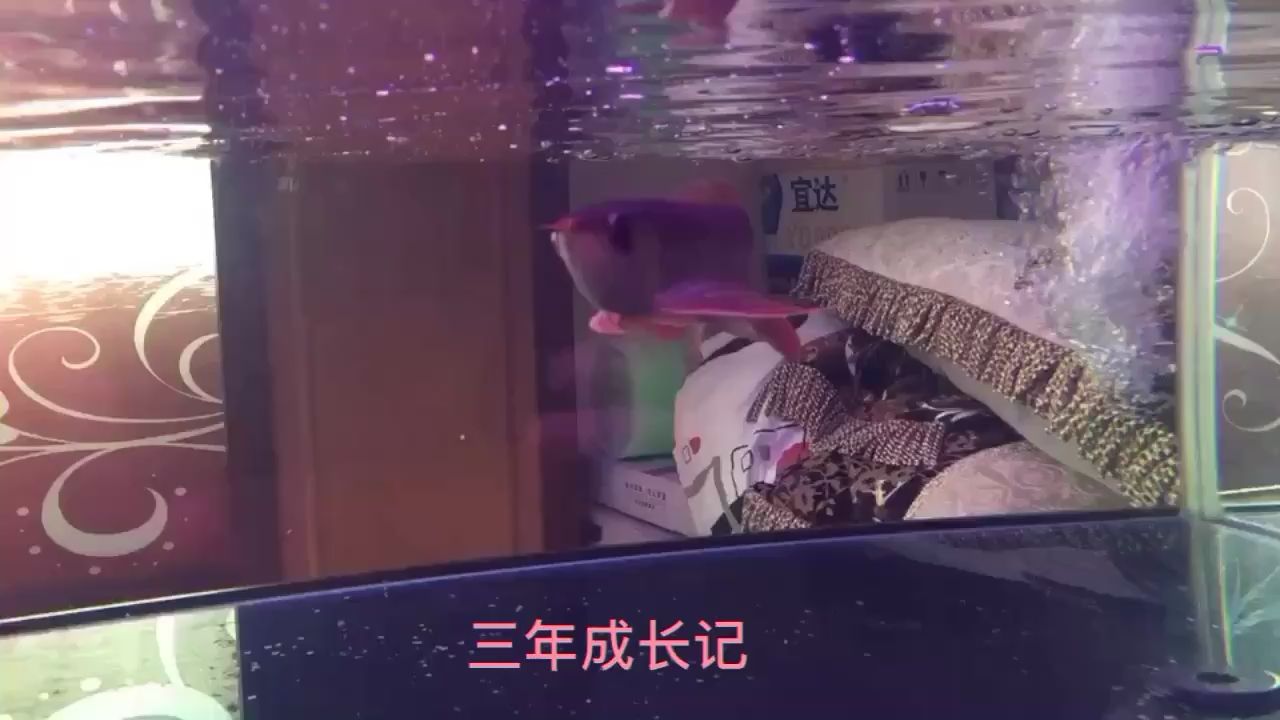 红福王三年成长记