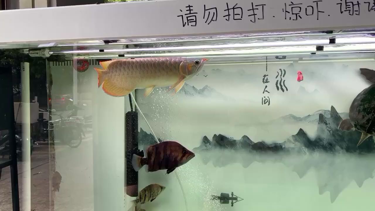 呼和浩特清洗鱼缸电话号码 水族问答