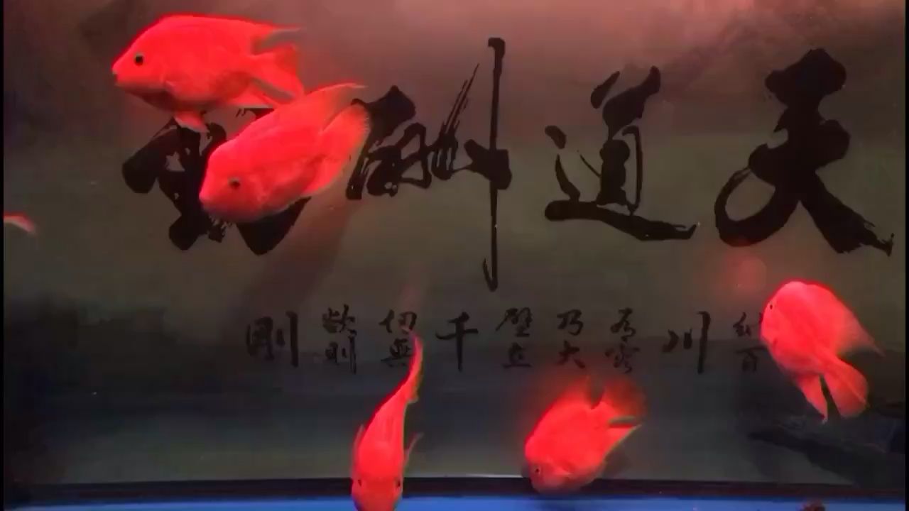 儿童节日快乐🎆🎉🎊@@ 观赏鱼论坛 第1张