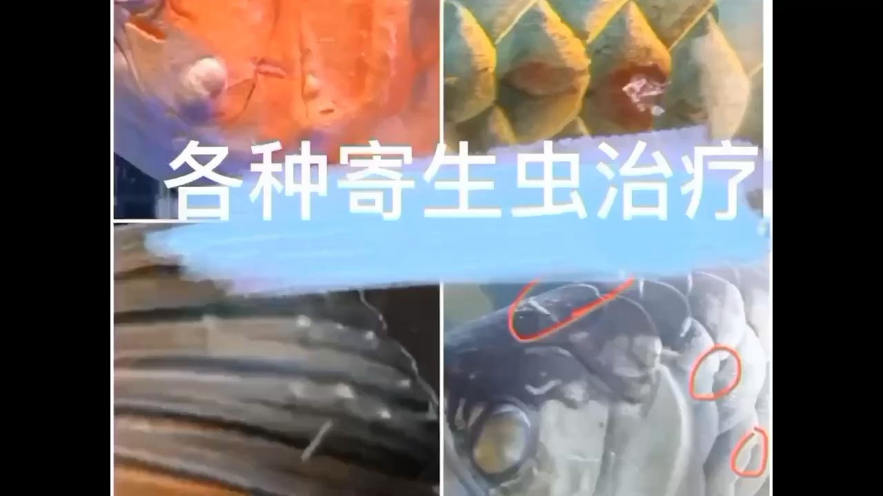 多种寄生虫 观赏鱼论坛