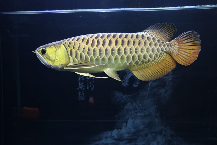 南长区姜继芬水族店 全国水族馆企业名录