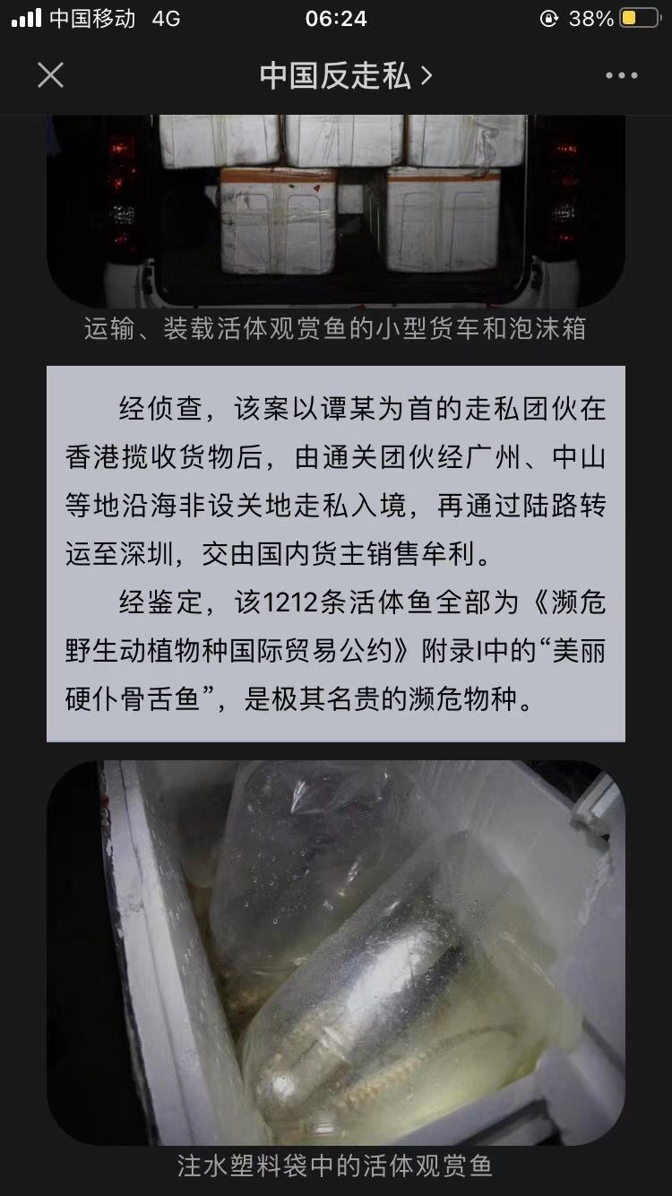 美丽硬仆骨舌鱼-龙鱼 观赏鱼论坛 第3张