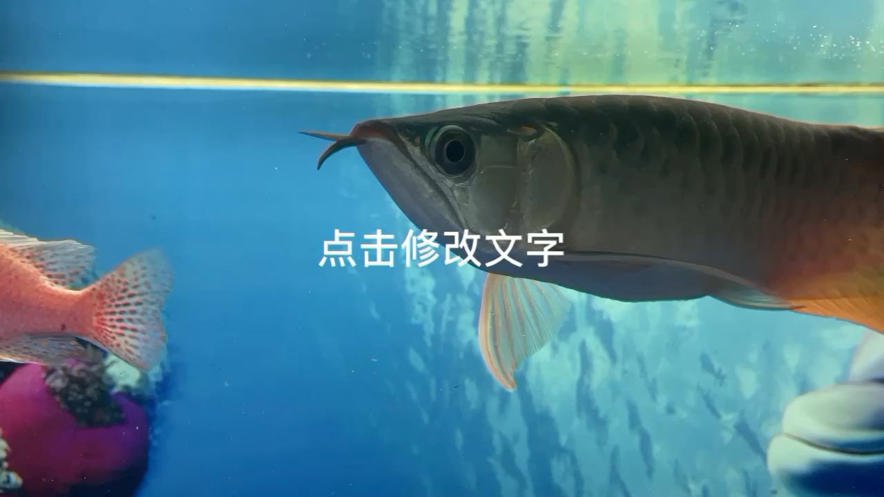 是红龙吗？求大师指教三十公分没有表现。 观赏鱼论坛