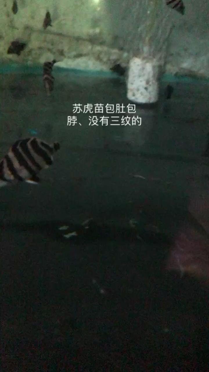 苏虎苗3-4分 观赏鱼论坛