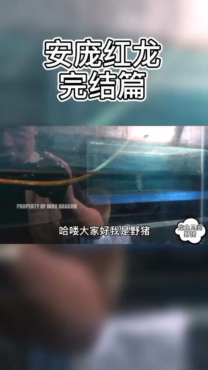 龙鱼见闻之安pang 完结篇 观赏鱼论坛