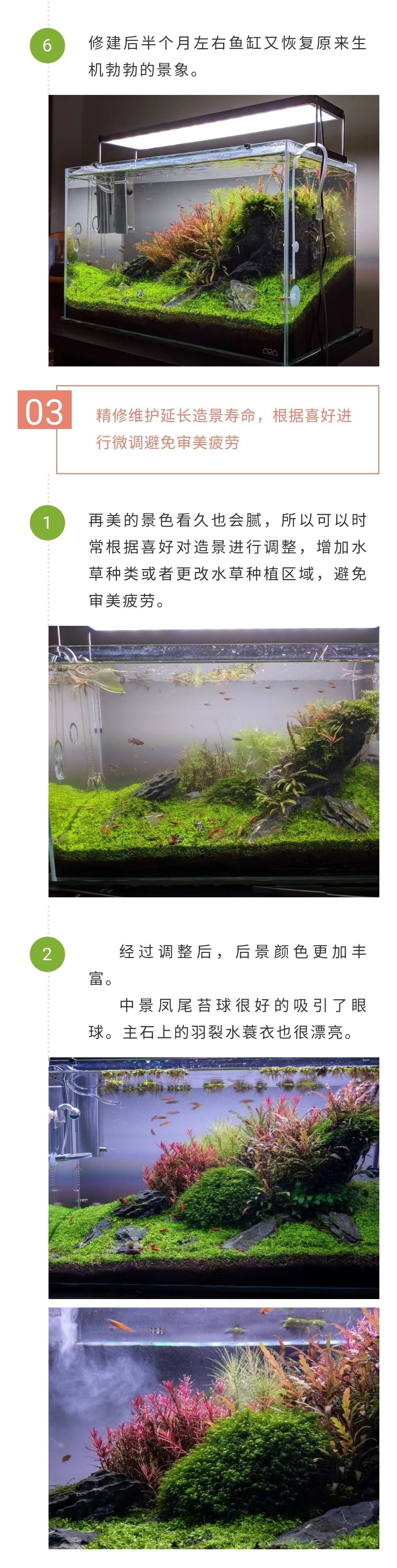 颜色艳丽，石景草缸你一定会喜欢 观赏鱼论坛 第2张