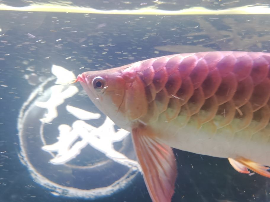 龙鱼塞盖上有那片，是溶鳞吗？ 观赏鱼论坛 第1张