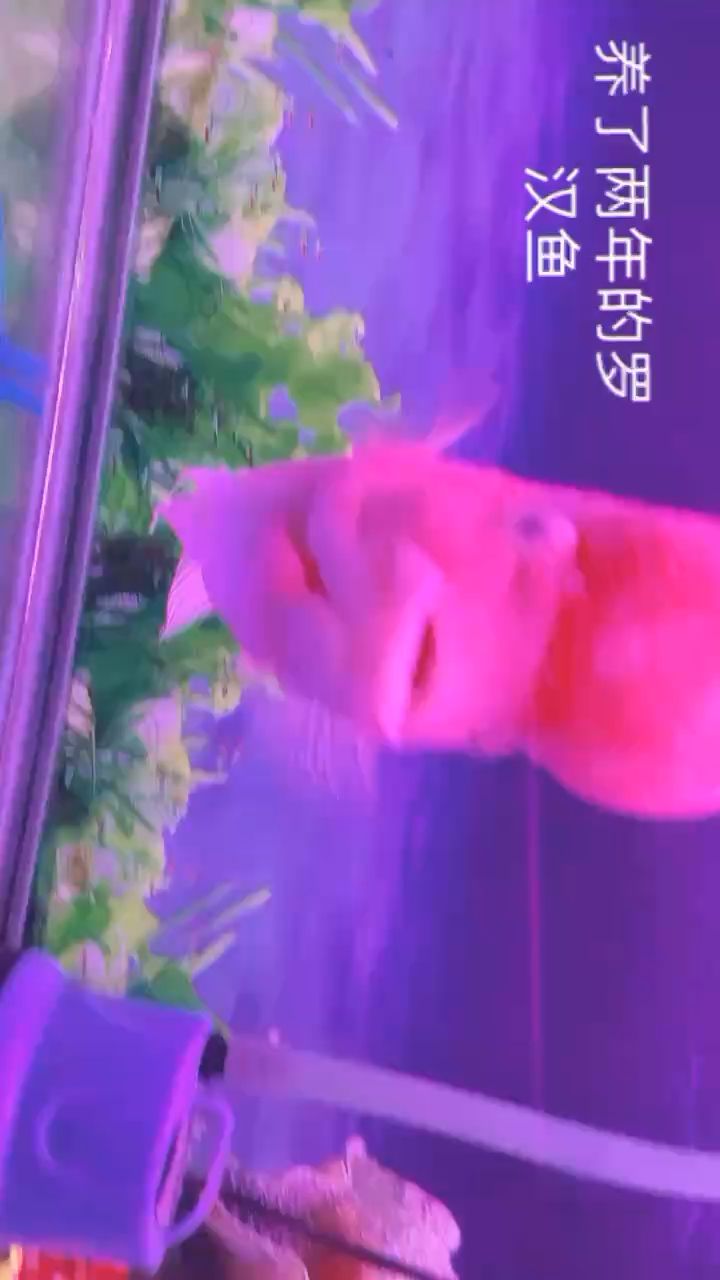 养了两年的罗汉鱼 观赏鱼论坛 第1张