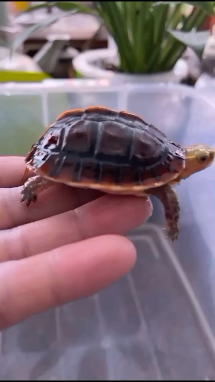 高背小🐢！ 观赏鱼论坛