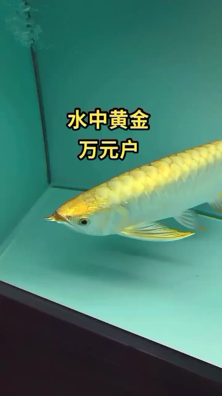 40cm 满金奎 观赏鱼论坛 第1张