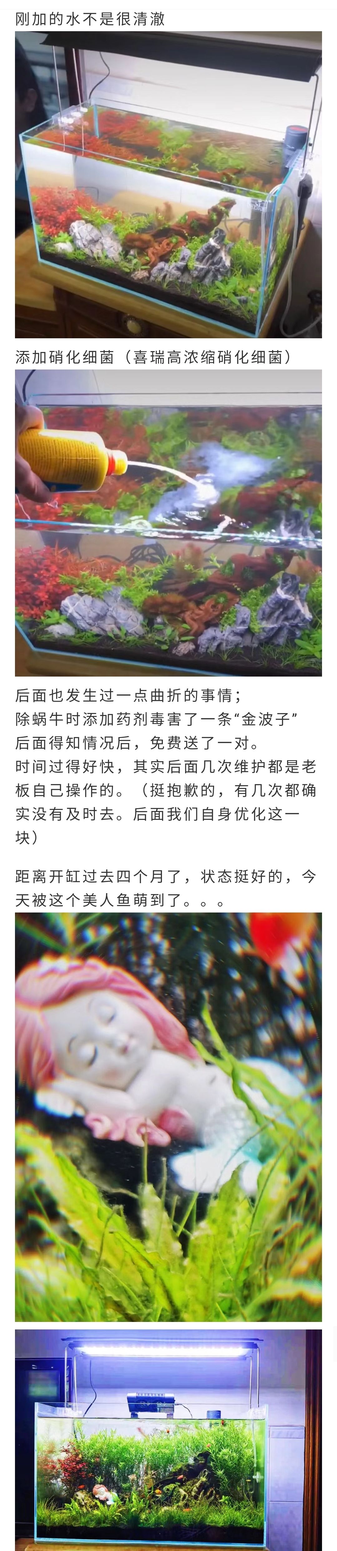 这就是草丛里的睡美人吗 观赏鱼论坛 第2张