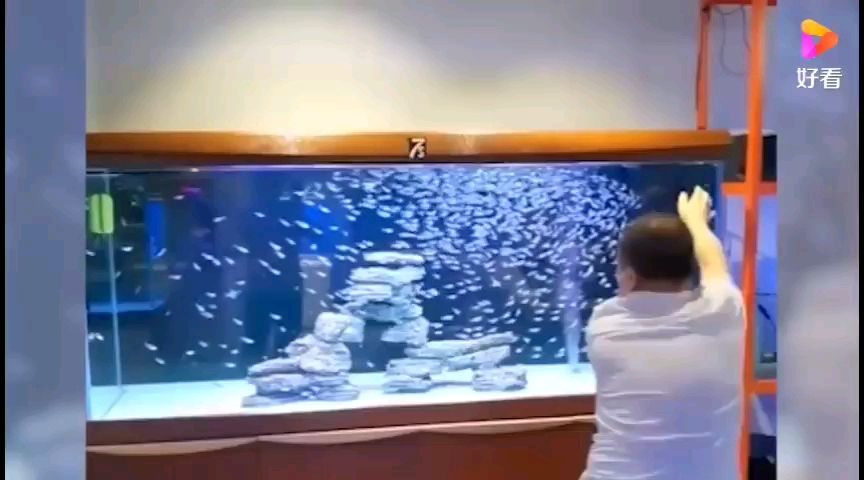 台湾鱼缸批发市场 水族问答 第1张