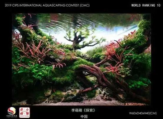 精彩回顾—2019年CIAC（小缸组 ） 观赏鱼论坛 第9张