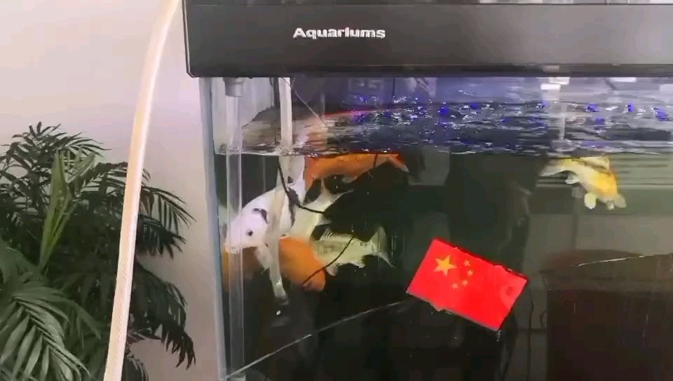 专业大品牌爆缸了！！！ 观赏鱼论坛