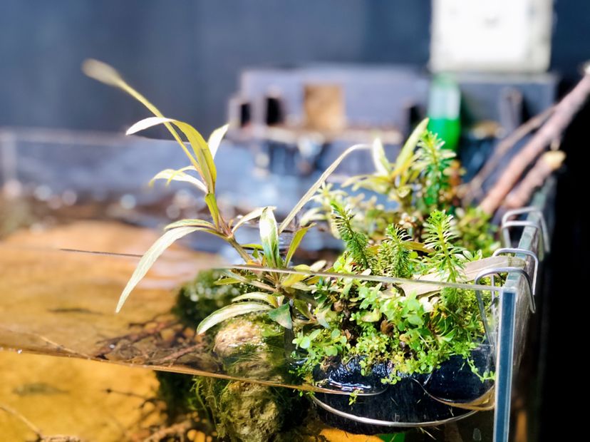 佗草挂钩 水面植物