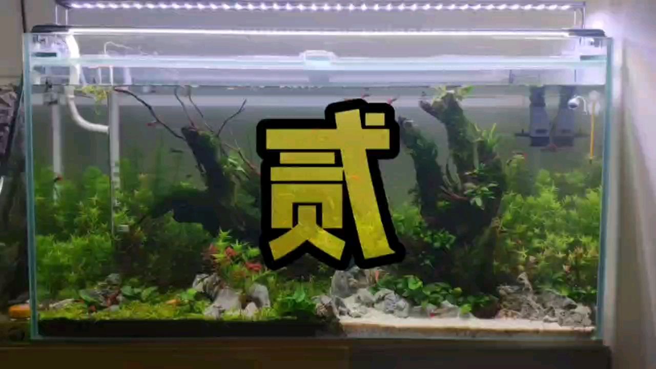 日出东方02 观赏鱼论坛