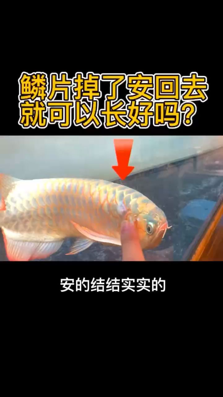 实验走起 观赏鱼论坛