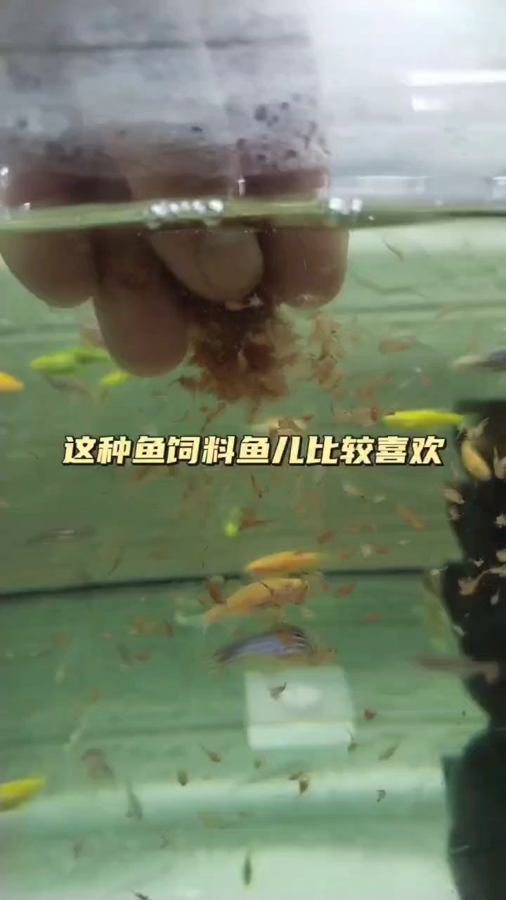 小型热带鱼的最爱 观赏鱼论坛