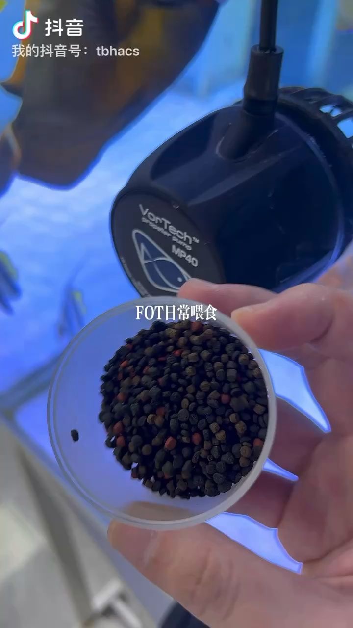 大FOT缸的喂食快感 观赏鱼论坛