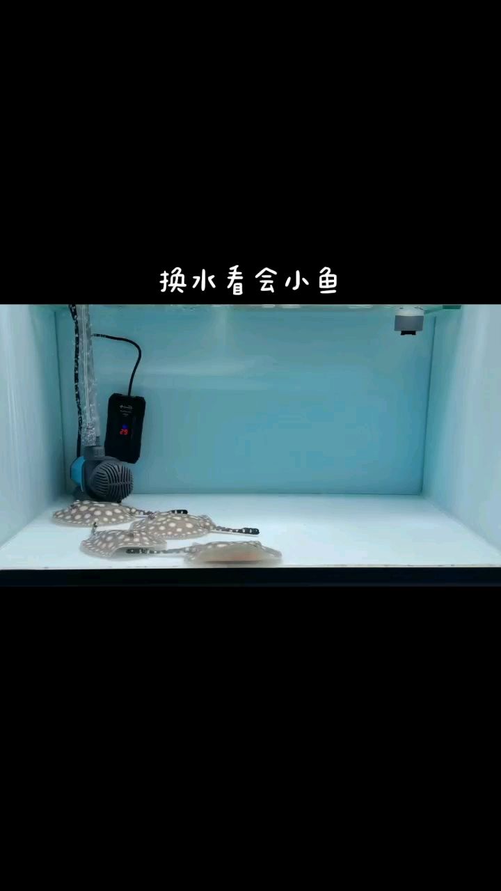 换换水看看鱼 观赏鱼论坛