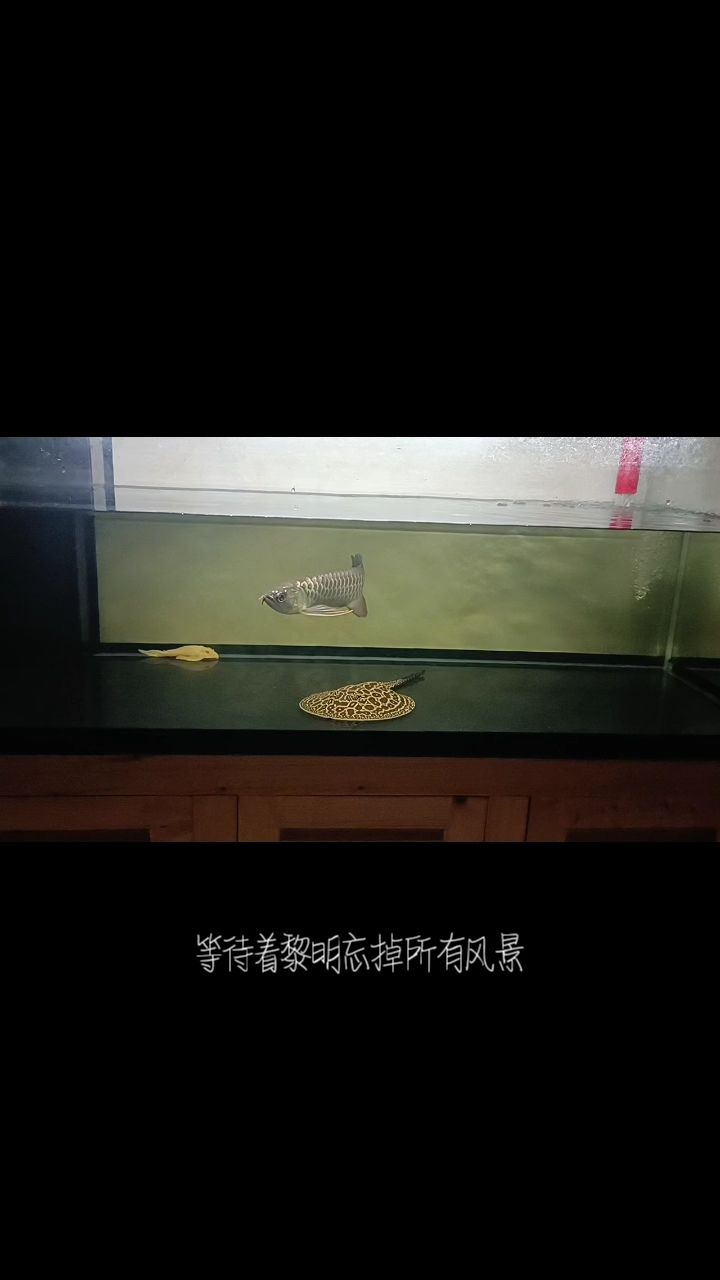 龙巅好像没什么小白了啊 观赏鱼论坛