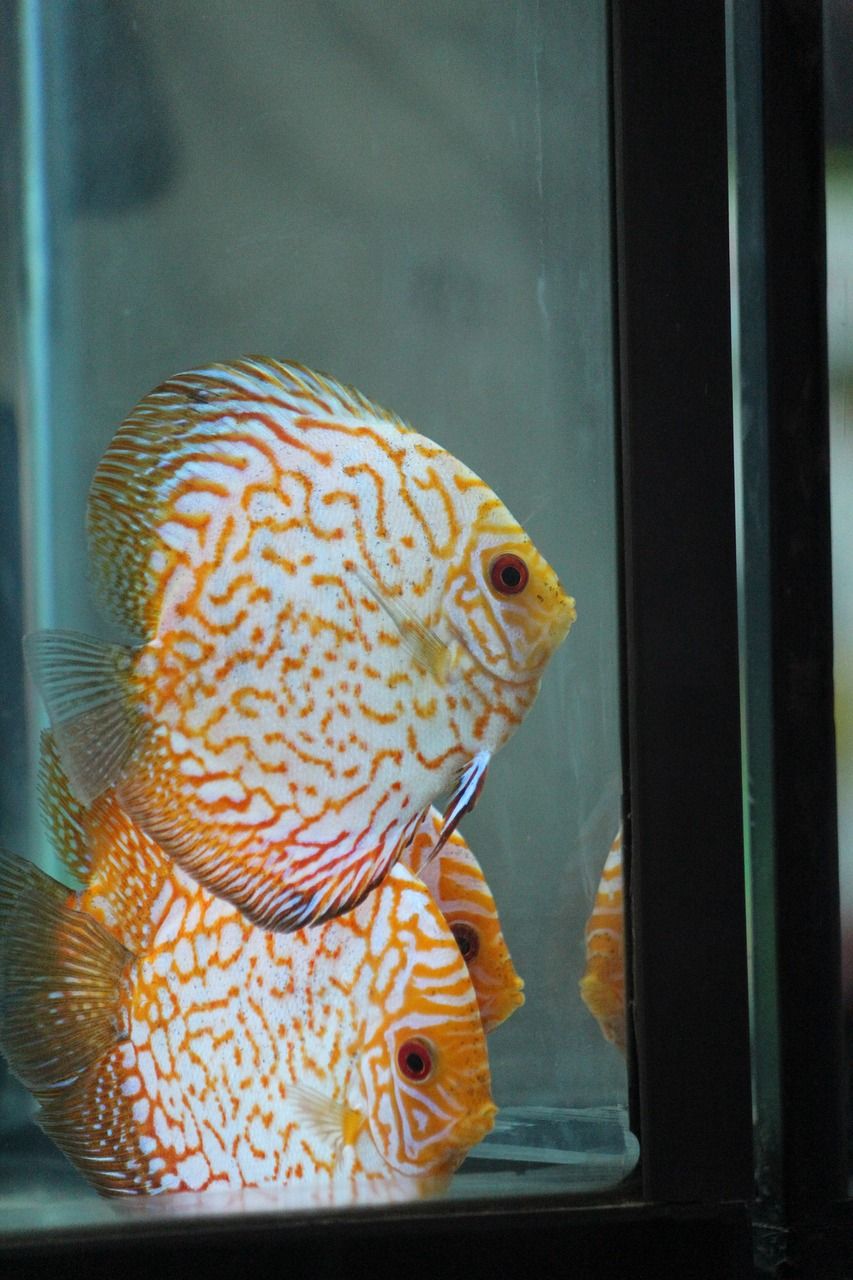 安康水族批发市场地址电话是多少啊（ 安康水族馆门票） 红龙鱼鱼粮饲料