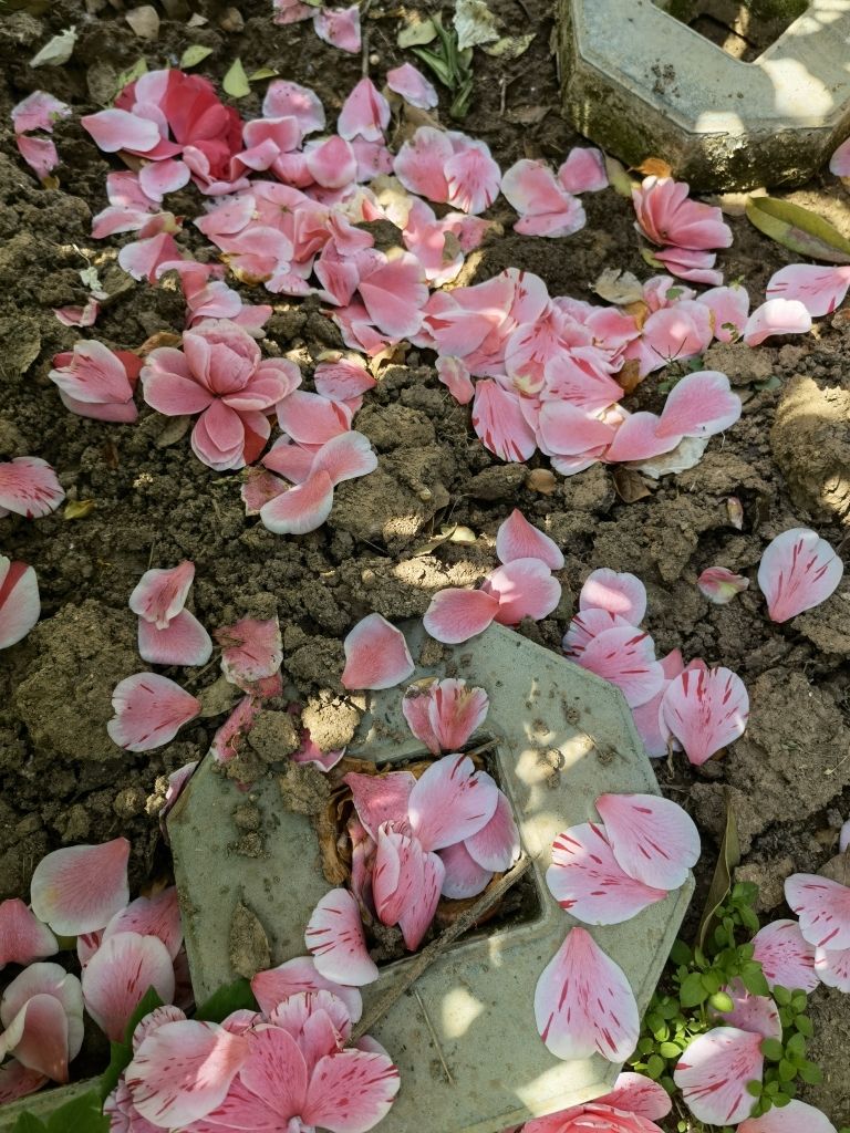 没在家，发几朵茶花凑数！ 观赏鱼论坛 第7张