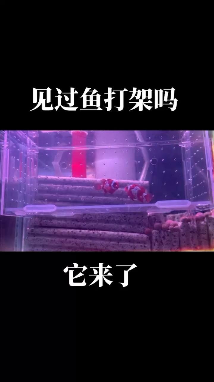 海水小丑鱼 观赏鱼论坛