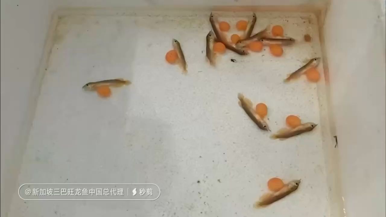 睡 观赏鱼论坛