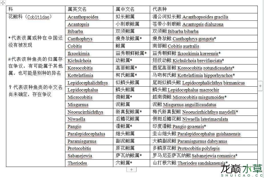 花鳅科原花鳅属鱼类汇总 观赏鱼论坛