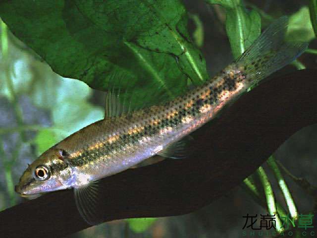 双孔鱼（湄公食藻鳅、泰国食藻鱼、青苔鼠） 观赏鱼论坛