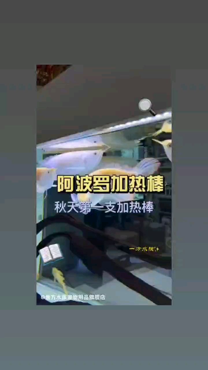 一方水族：一方阿波罗 观赏鱼论坛