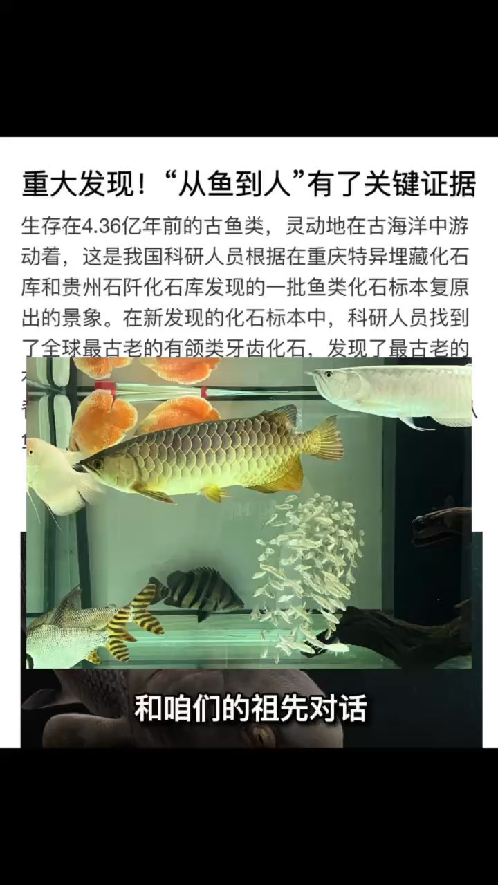 鱼祖宗 观赏鱼论坛 第1张