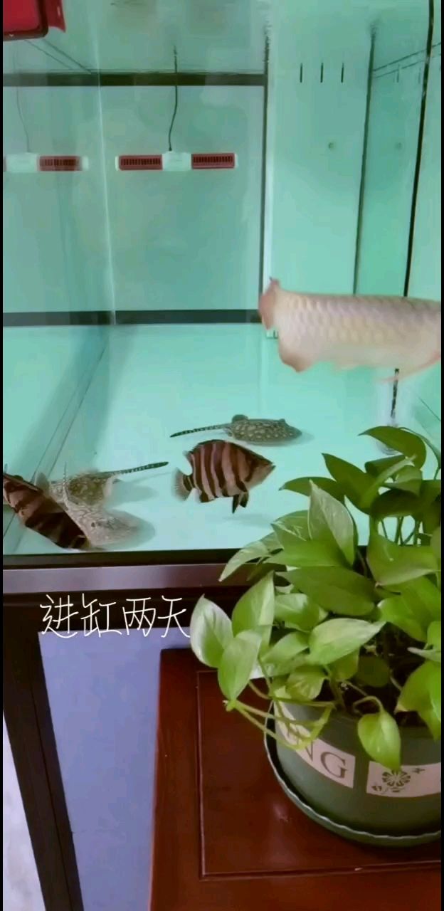 进缸第二天完全适应