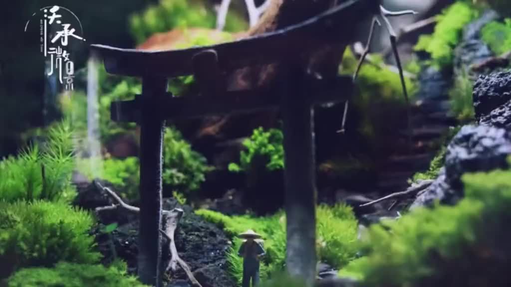 治愈系 观赏鱼论坛