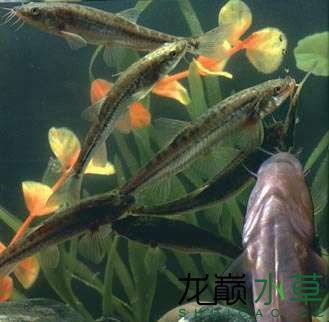新疆特产“叶尔羌赫氏爬鳅”（叶尔羌高原鳅） 观赏鱼论坛