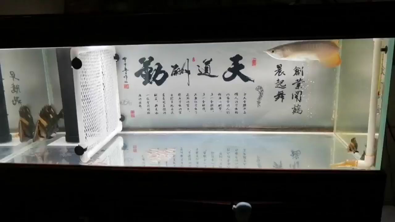 龙哥回来刚刚好9个月，3月16到11月16，一下子就9个月了 观赏鱼论坛